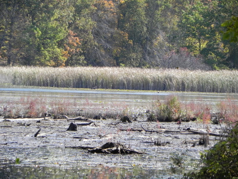 Henderson Lake Hamburg MI
